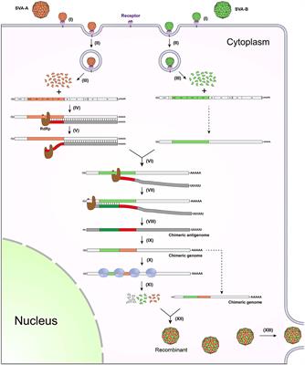 RNA recombination: non-negligible factor for preventing emergence or reemergence of Senecavirus A